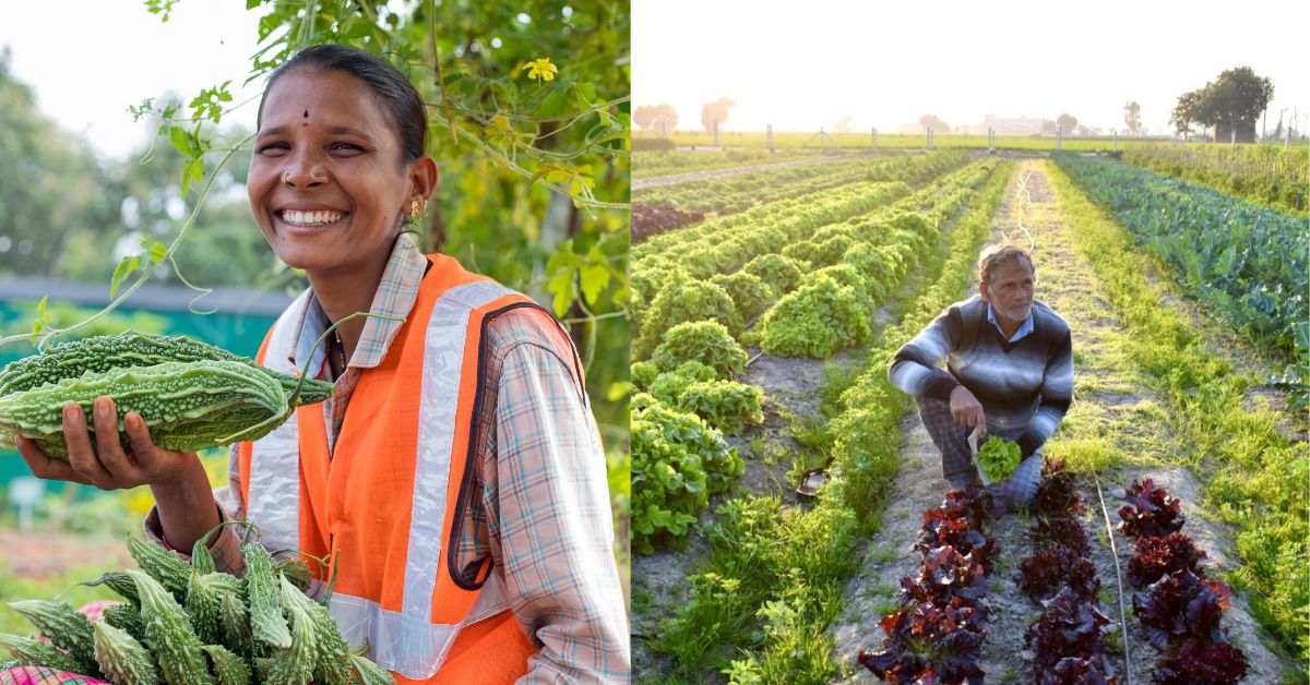 farmers show their healthy produce grown through regenerative farming