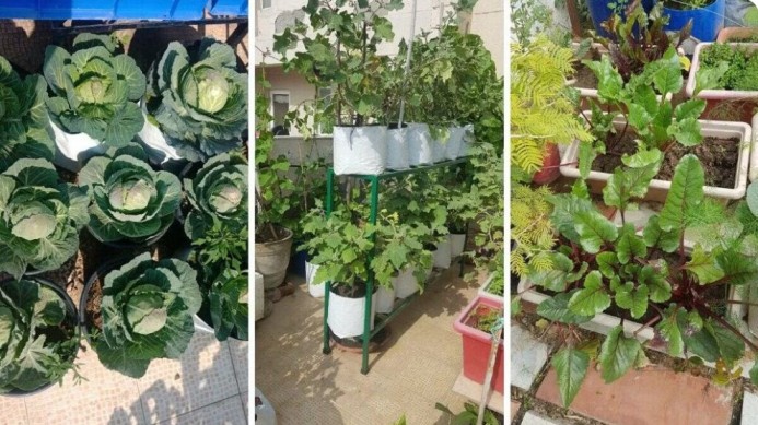 Shashi's terrace garden with grow bags and pots.