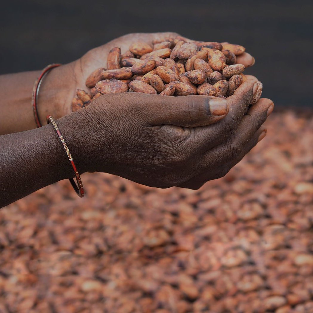 The cacao beans go through a long process post-harvesting