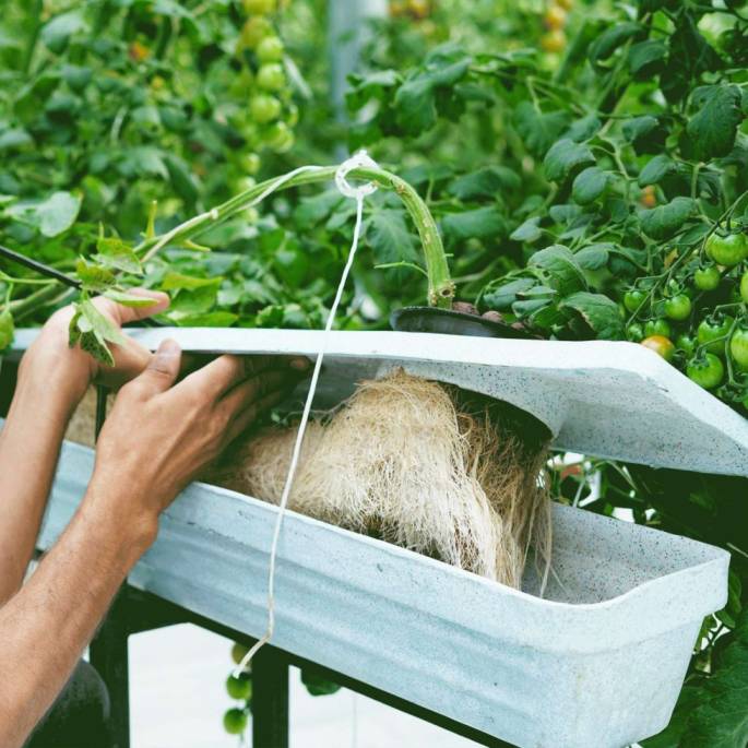 Medium-less way of growing tomatoes