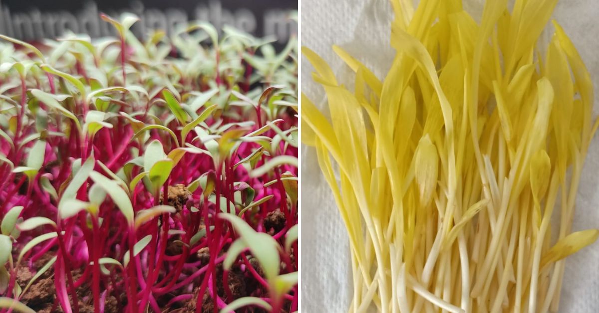 Beet microgreens (left) and corn microgreens (right)