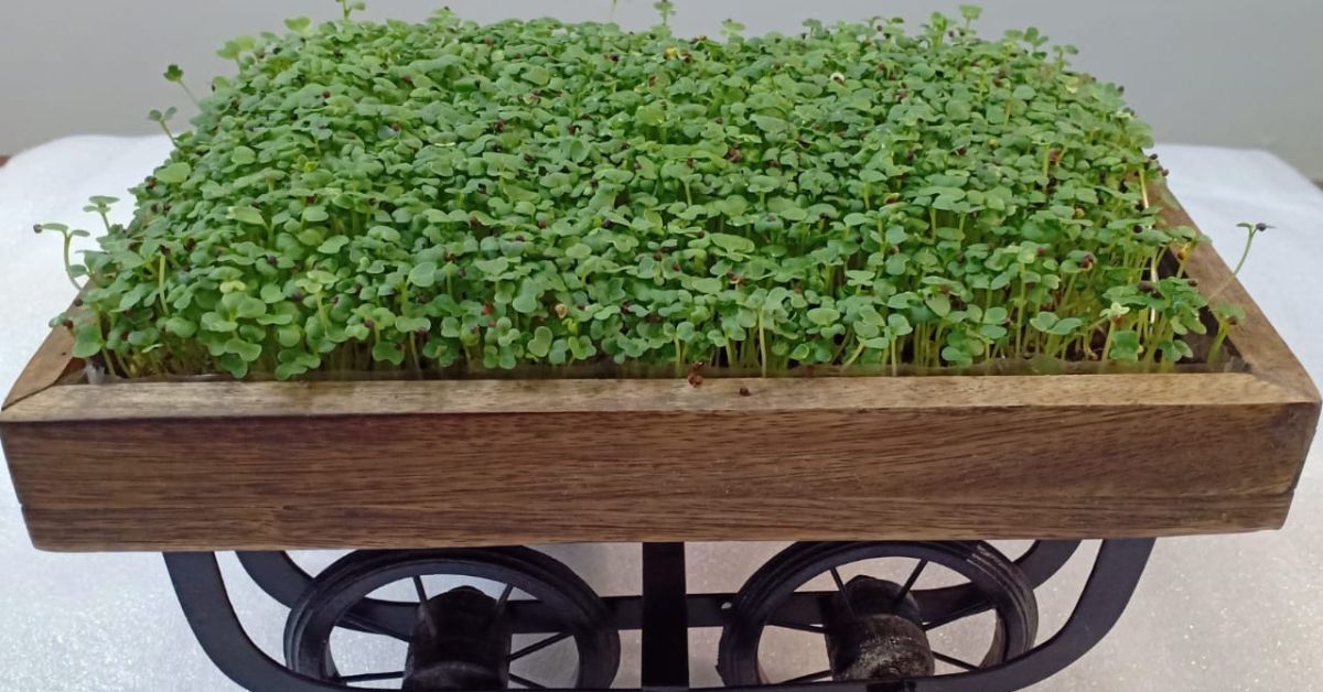 Bok Choy microgreens