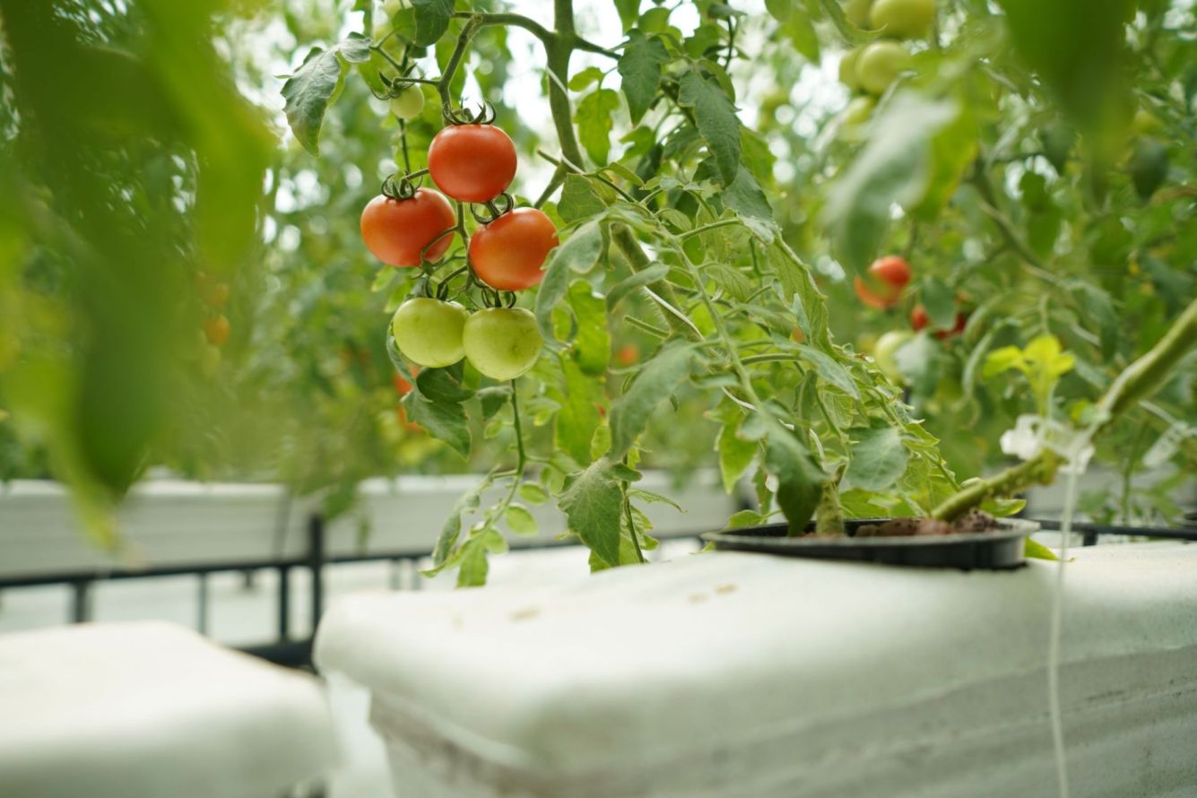 Menanam tomat berukuran sedang di perkebunan Eeki Foods.