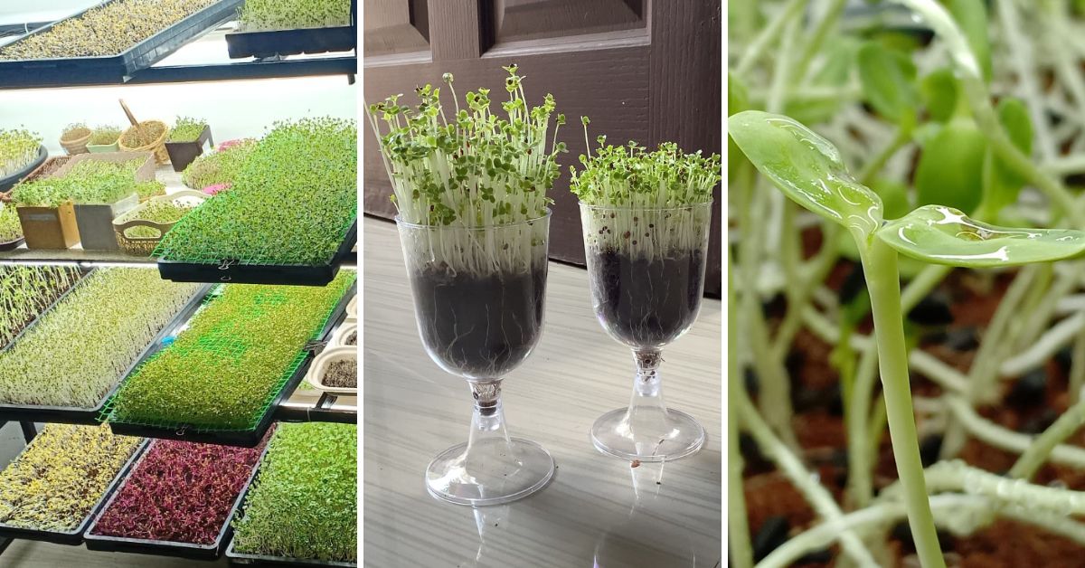 Different varieties of microgreens growing at Ajay's