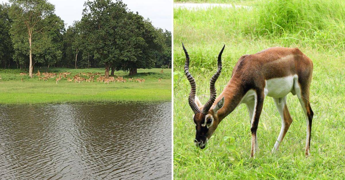 Grasslands are the architects of forest ecosystem.