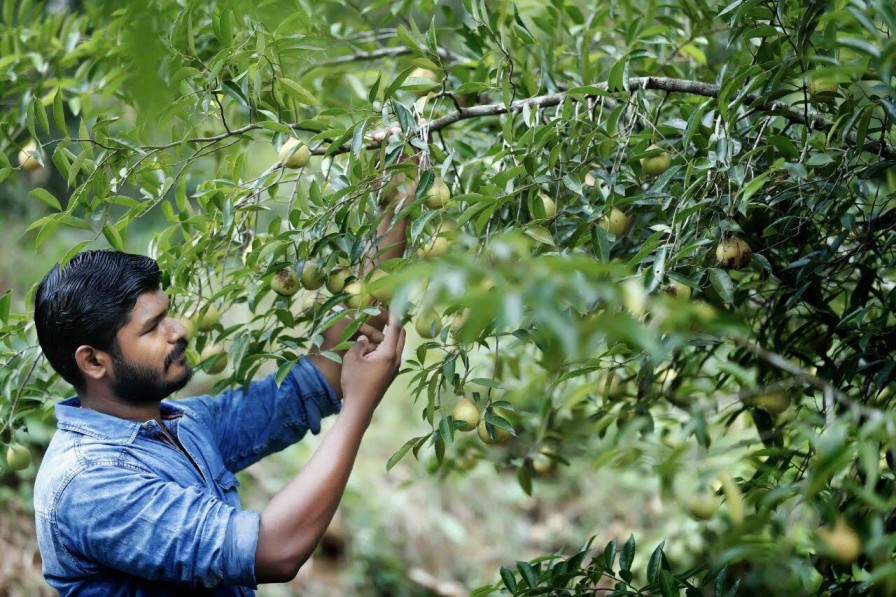 Mathewkutty in his organic farm in kottayam