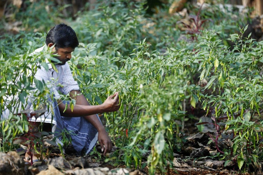 organic farm in kerala by mathewkutty tom