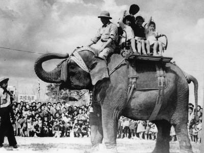 Indira, the elephant sent to Japan from India.