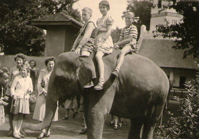 Shanti, the elephant sent to Berlin from India.