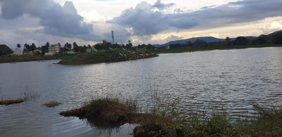 revathy kamath lake conservation in bengaluru