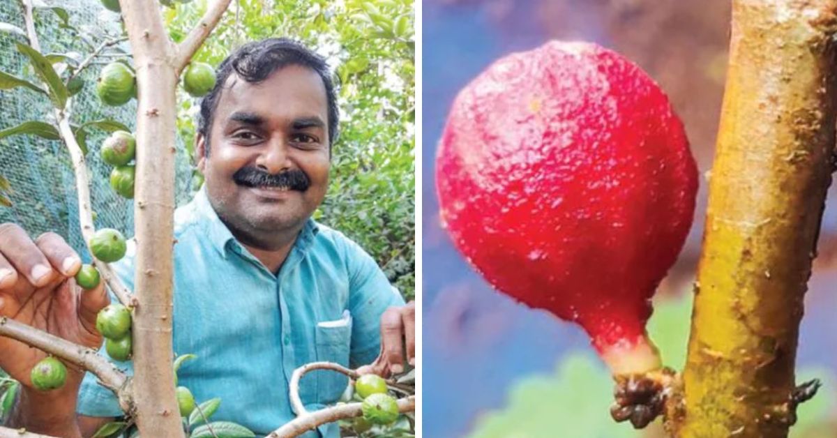 I Grow 250 Types of Brazil’s Exotic Fruits in My Home Garden, Thanks to the Internet