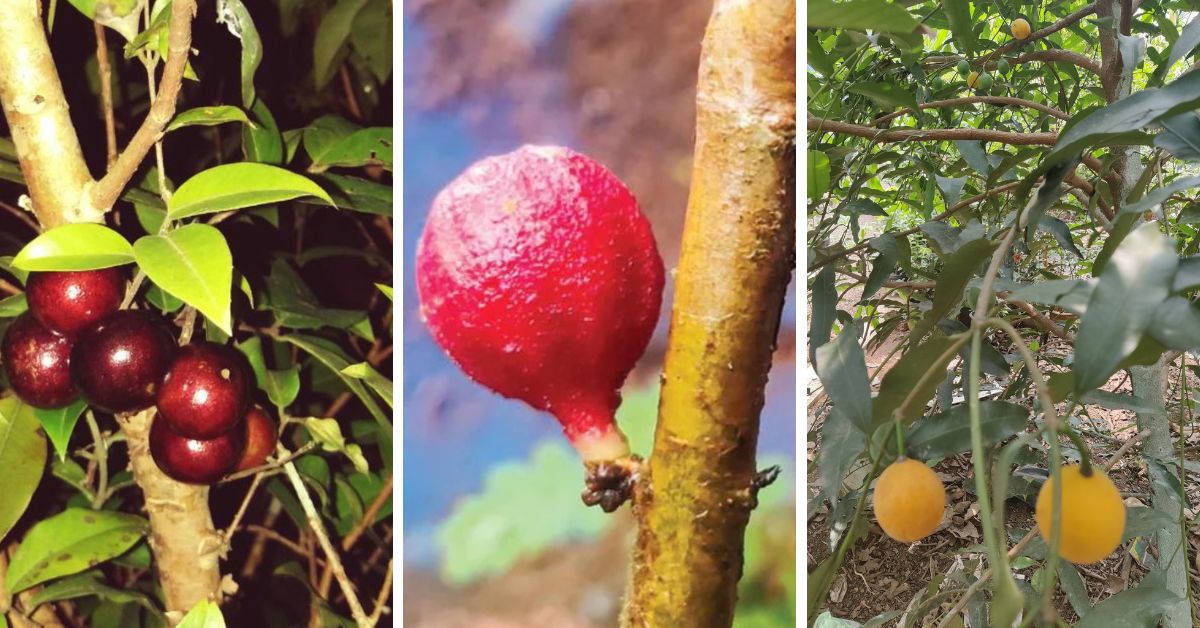 Some fruits from Prajeesh's exotic garden