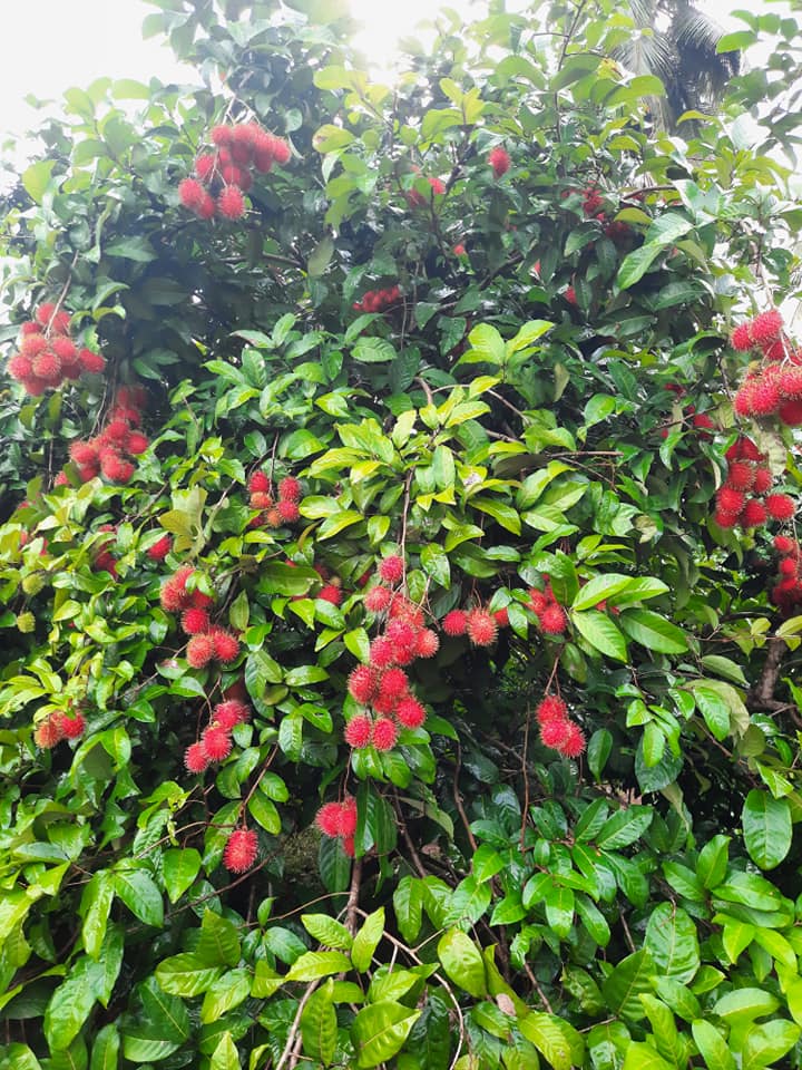 biju narayanan high density farming