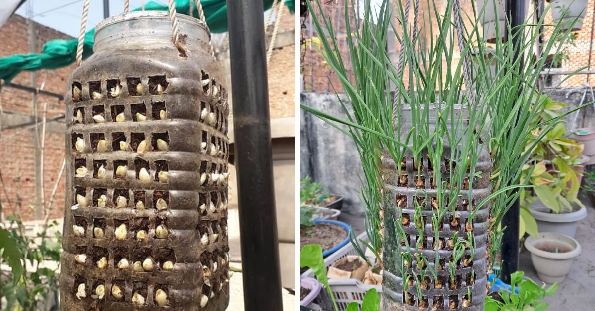How to Grow Garlic in Old Plastic Containers? Dehradun Gardener Shares Easy Steps