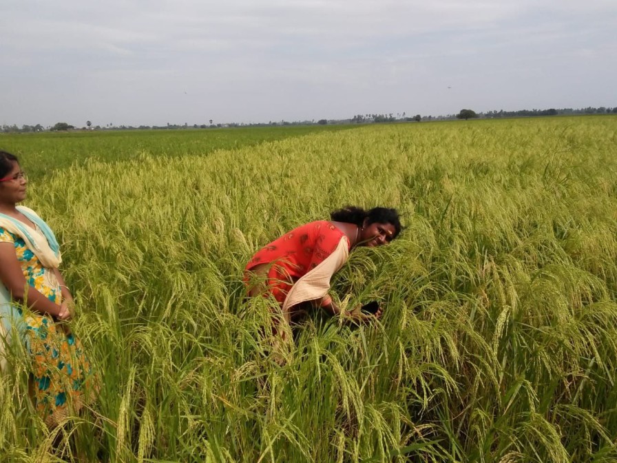 konda usharani natural farming guntur
