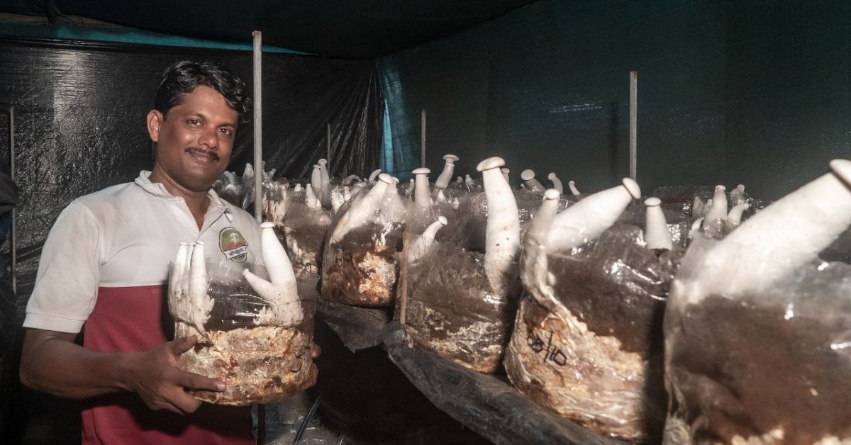 mushroom farming