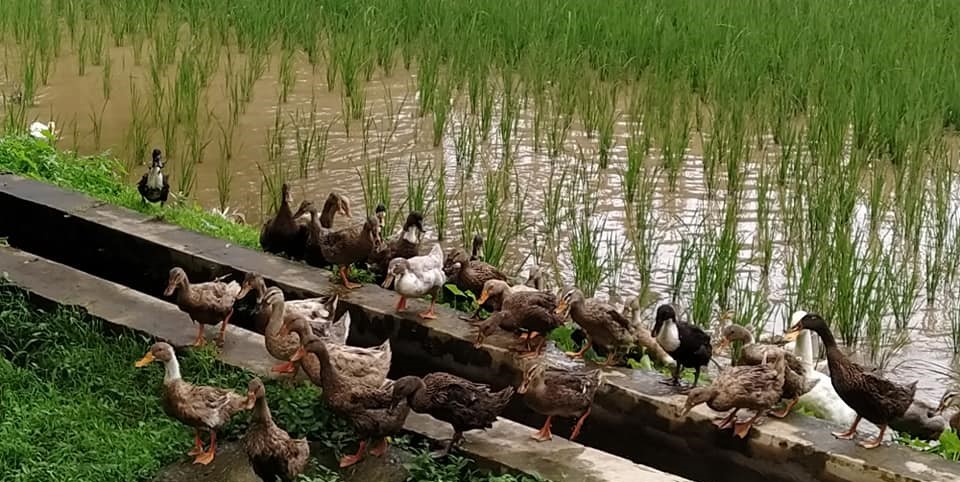 Ducks at state seed farm Aluva