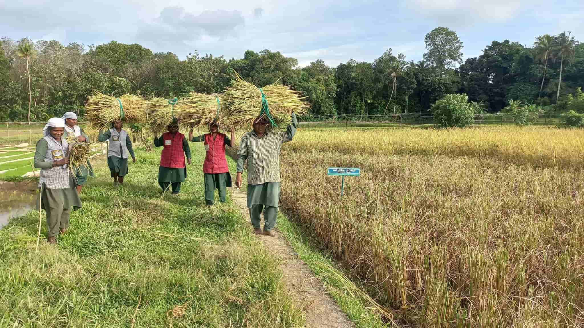 Paddy harvested at State seed farm, Aluva