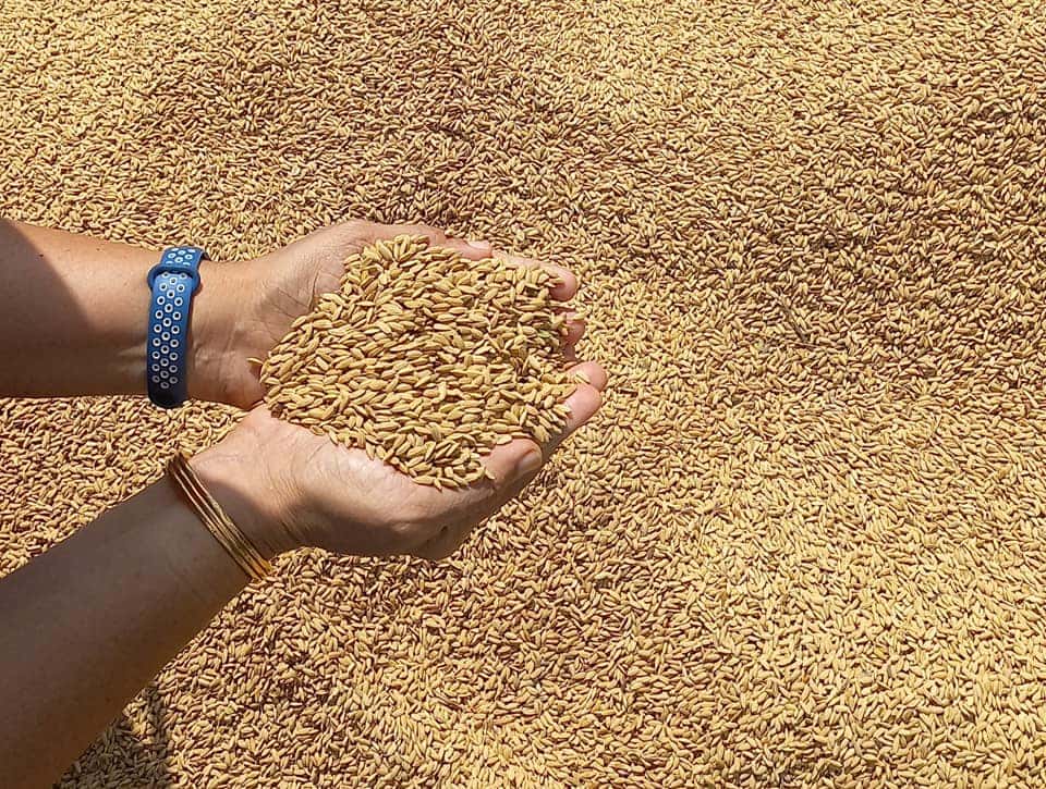 Paddy harvested at State seed farm, Aluv