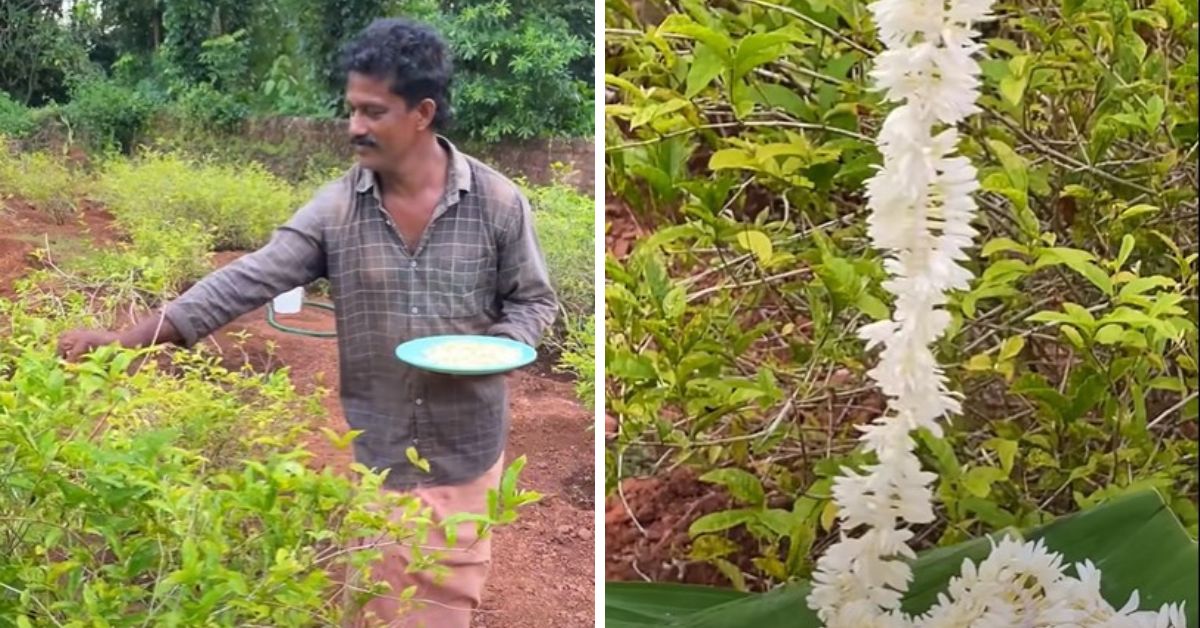 Kerala Farmer Grows Historic GI-Tagged Udupi Jasmine, A Favourite Wedding Accessory