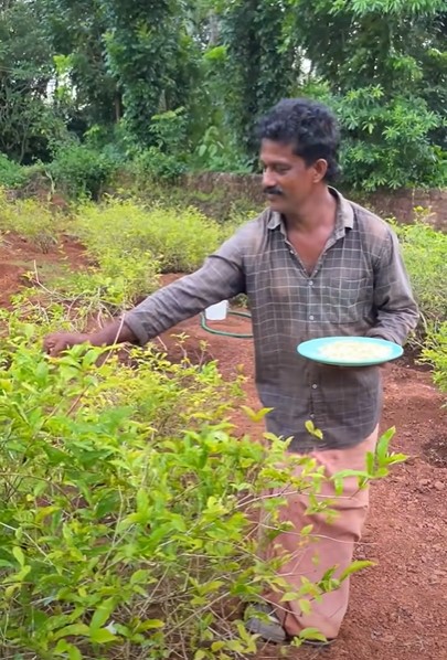 udupi mallige cultivation