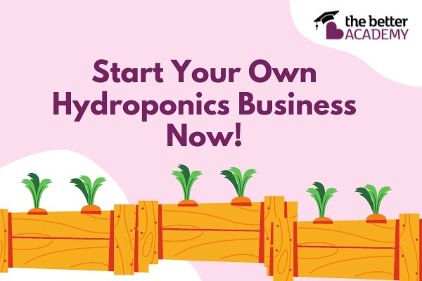 Complete A-Z Guide to Build Your Own Hydroponics Venture