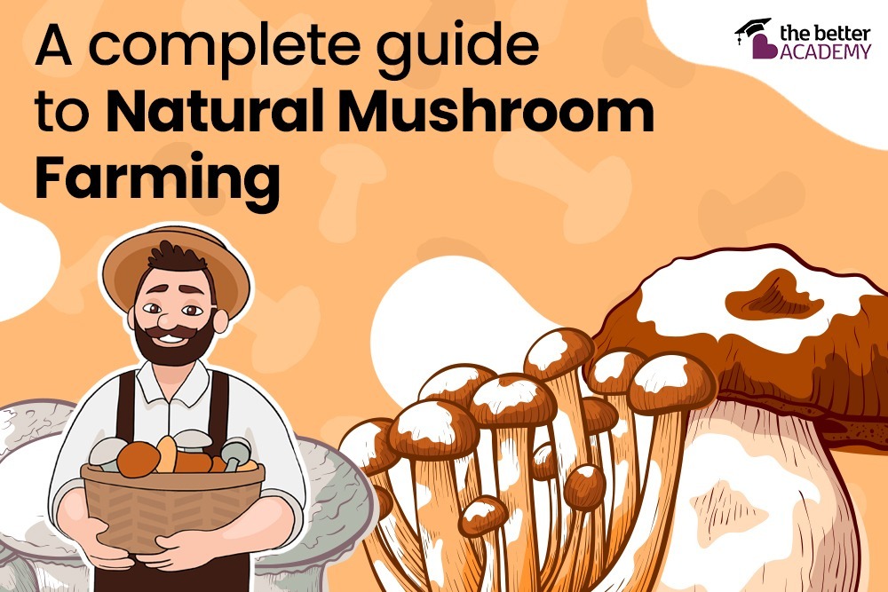 Mushroom Cultivation - How to Build a Profitable Business