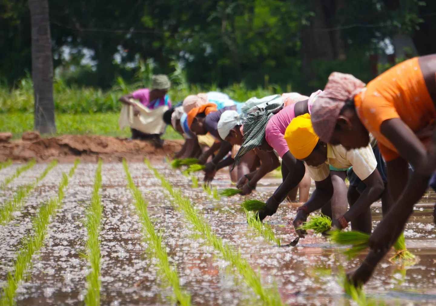 Ambrosia collaborates with farmers from across India to grow products such as apples, cherry tomatoes