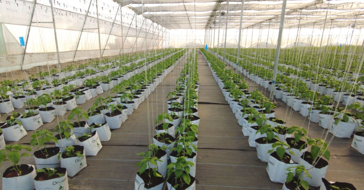 Hydroponics farm is growing in India