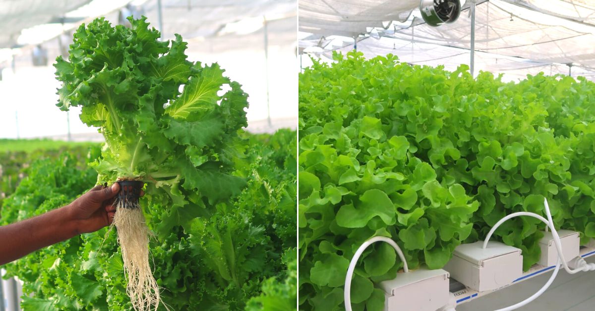 Soil-less hydroponics 