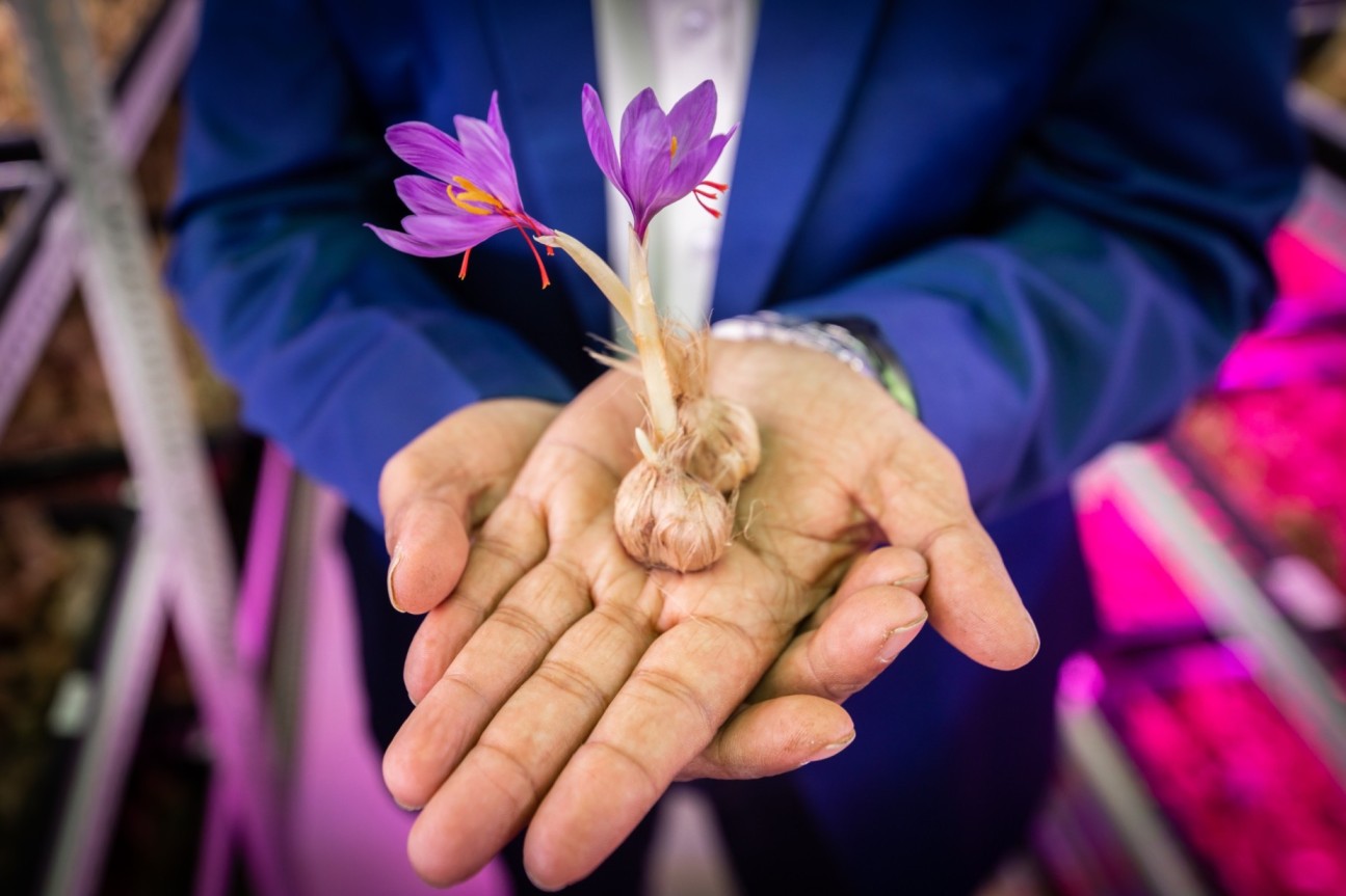 saffron grown through hydroponics in a shipping container 