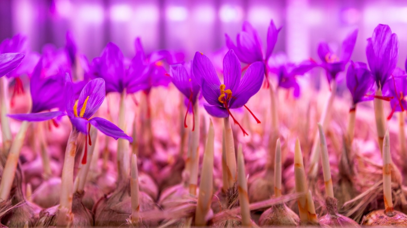 saffron grown through hydroponics in a shipping container 