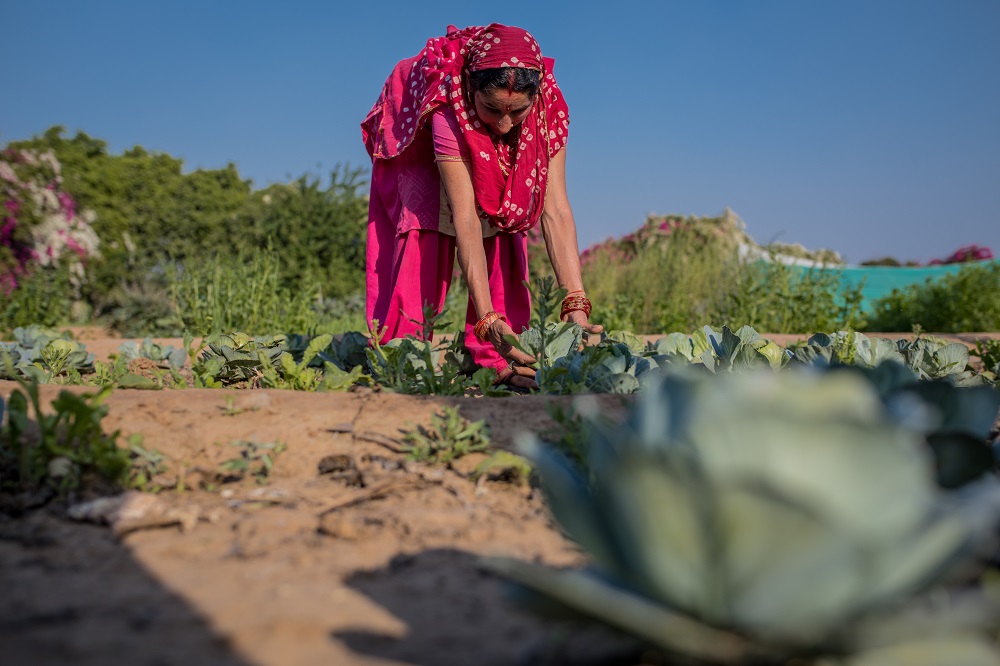 The nursery sees several vegetables, fruits and herbs being grown