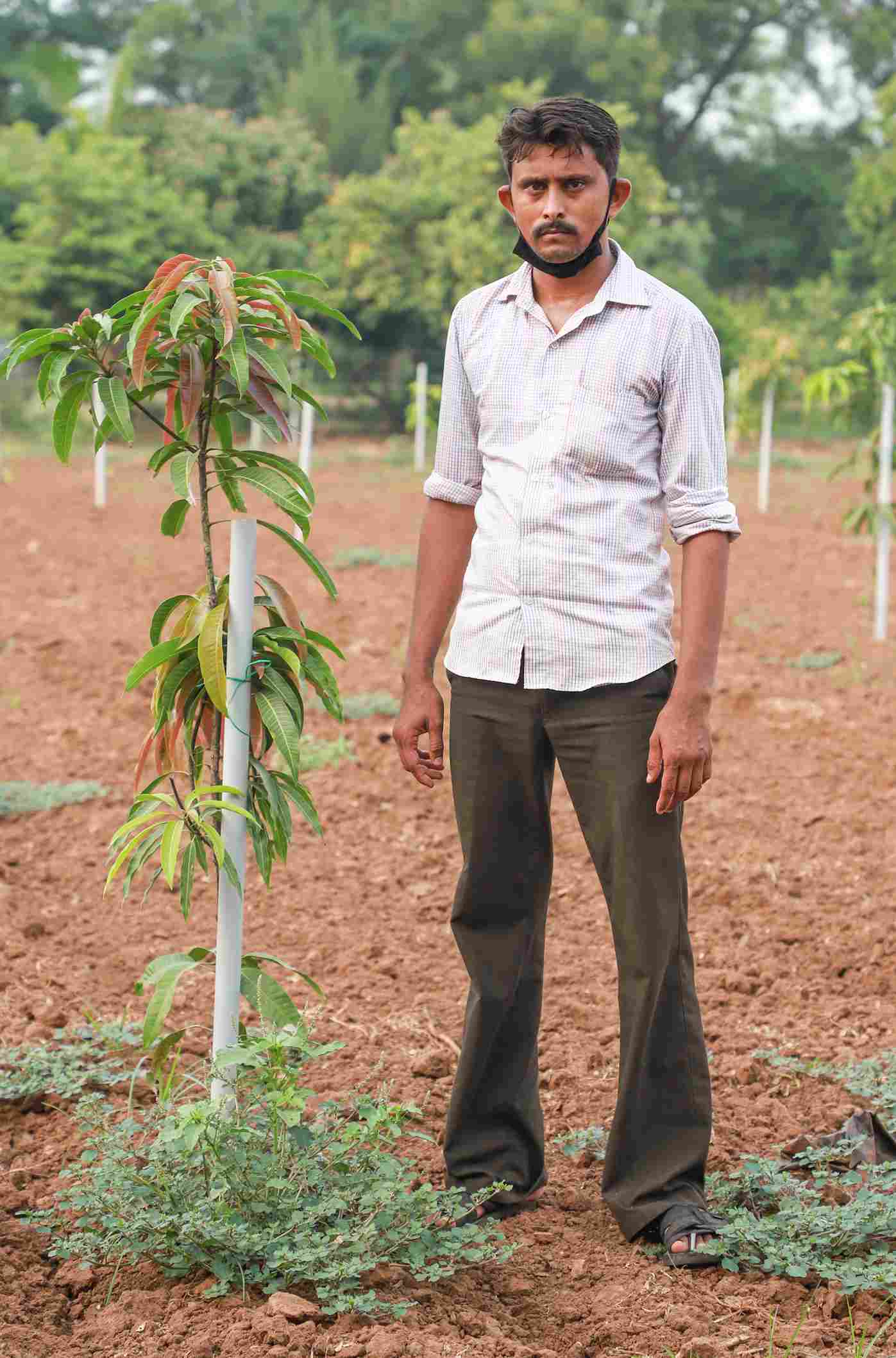 Shankar Farms berasosiasi dengan 12 petani yang membudidayakan secara organik