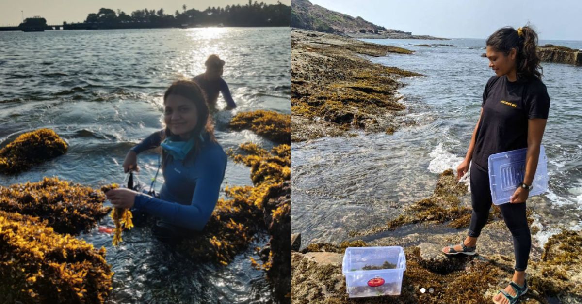 Seaweed in Your Burger? Marine Conservationist Shows Why Indians Should Eat This Algae