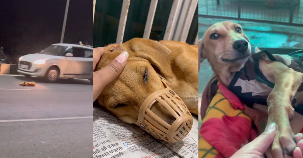 Meet the Team Behind the Heartwarming Rescue of ‘Miracle’, a Dog Everyone Assumed was Dead