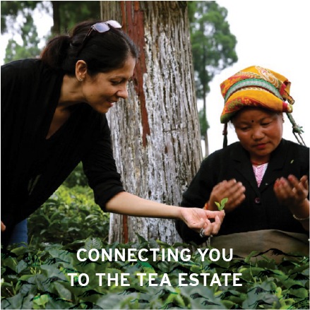 No 3 Clive Road adalah merek teh yang diakui secara global yang dikirimkan ke seluruh dunia