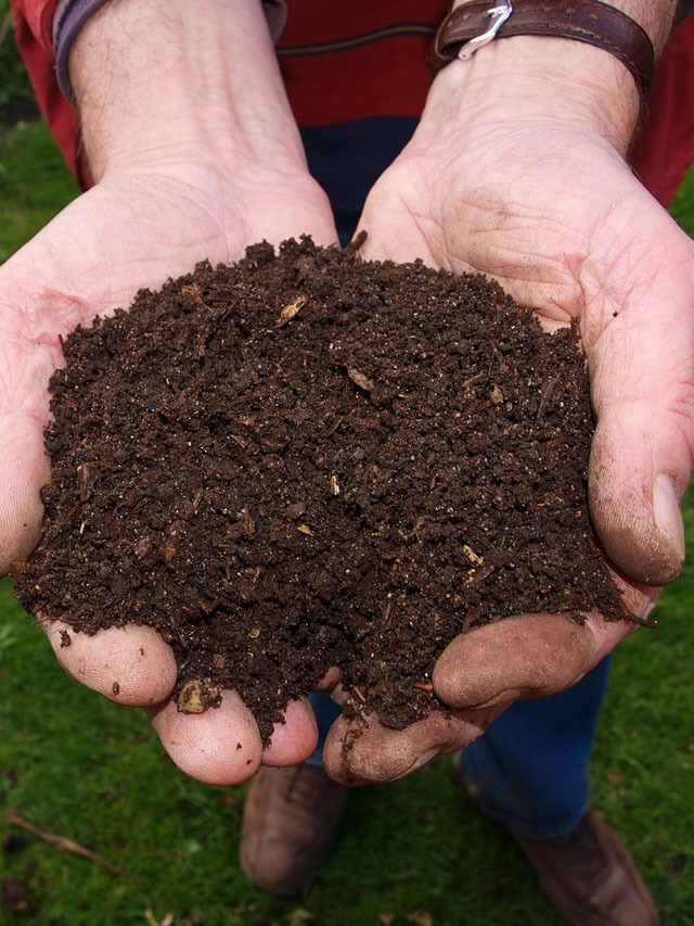 5 Types of Compost from Kitchen Waste, Tea Leaves: Gardener Shares Tips