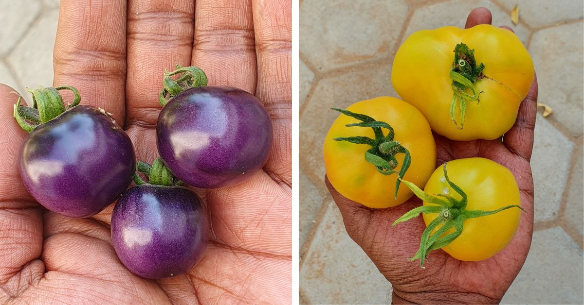 Aravinthan was able to grow 2,000 kg of vegetables per year for the residential school children
