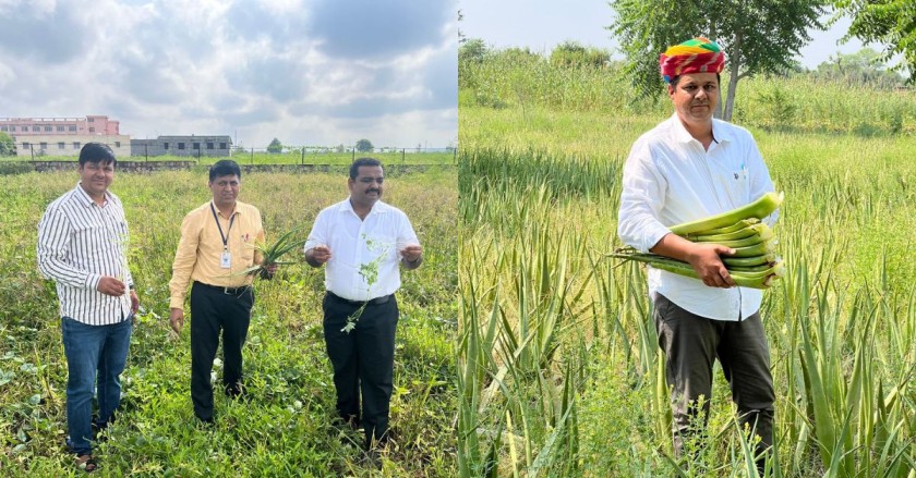 Rakesh planted aloe vera and got a wonderful harvest.