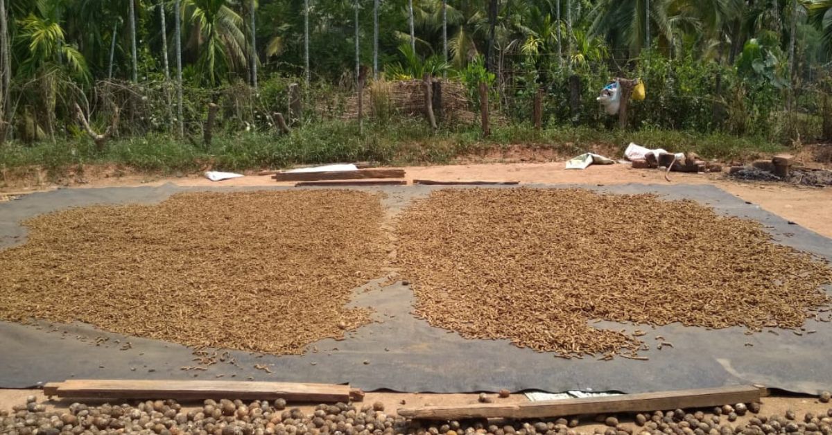 Arecanut sedang dikeringkan di pertanian Chethan.