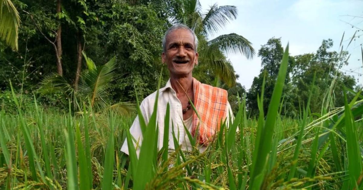 In recent years, residents of Nivaje have also started taking cash crops like turmeric and corn. 