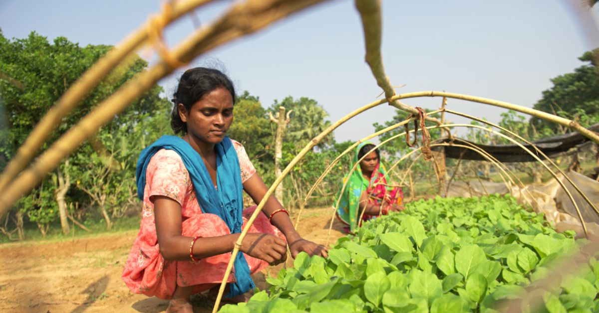 She grows vegetables such as tomatoes and brinjal.