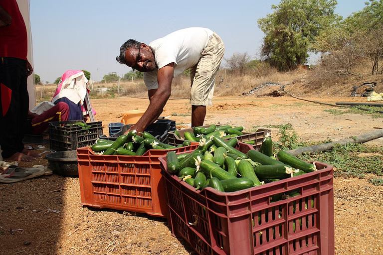 Farmers benefit from the innovation by having an increased yield and saving water