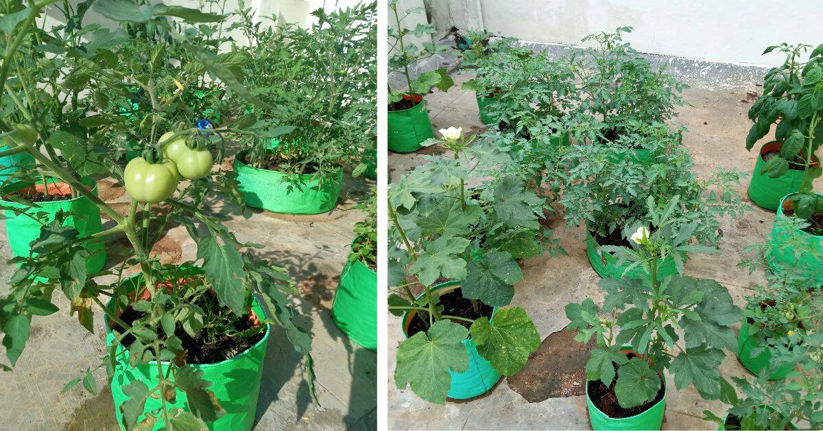 She grows vegetables like spinach, coriander, and mint on her 10 x 4 sq ft balcony.