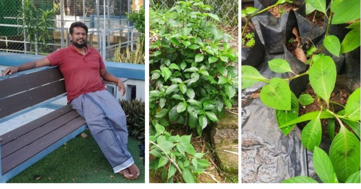 Engineer Turns His Home into a Hub of Over 500 Rare Medicinal Plants