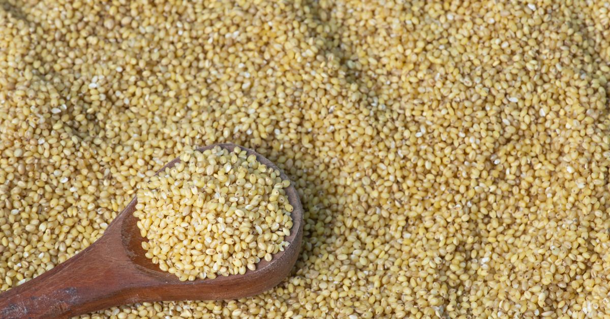 View of foxtail millet (also known as Italian millet) which is a healthy food for heart