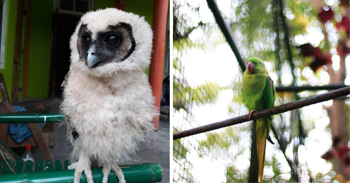 Birds rescued by Rvuotuo Belho