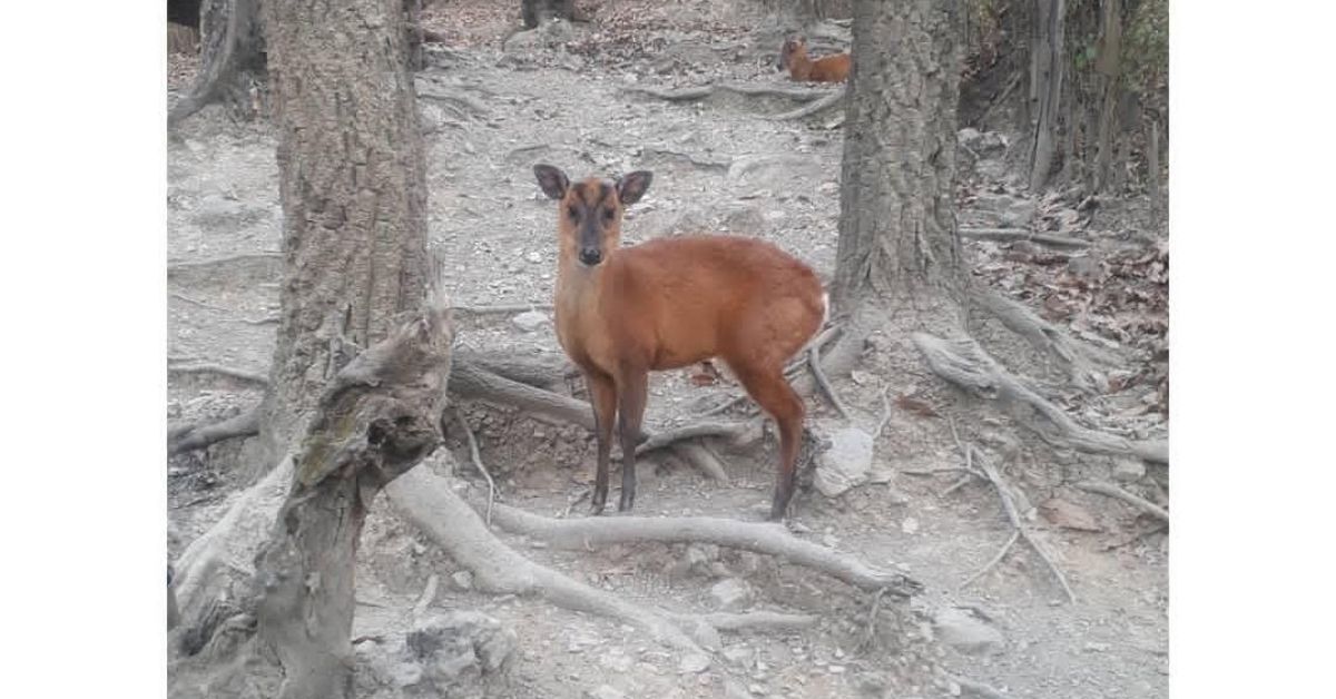 Animal rescued by Rvuotuo Belho