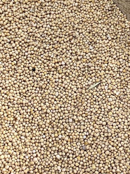 mustard seeds